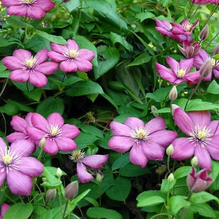 With 1 Bedroom Nyaraló *